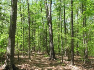 Forest in Franklin County NC where Sasser Law Firm helps people in debt