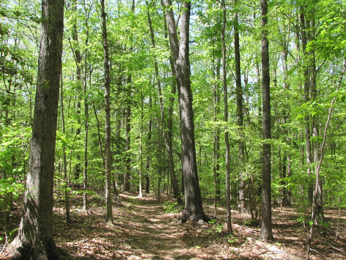 Forest in Franklin County NC where Sasser Law Firm helps people in debt